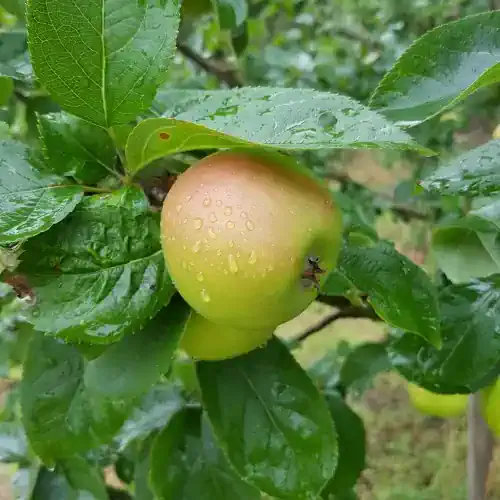 Blenheim Orange